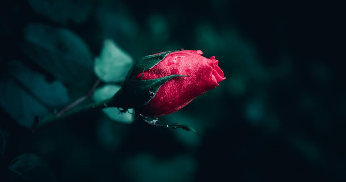 The Bachelorette: Free Watch Party Game for Season 22